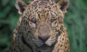 Leia mais sobre o artigo Onça-pintada com porte imponente impressiona pesquisadores no Pantanal