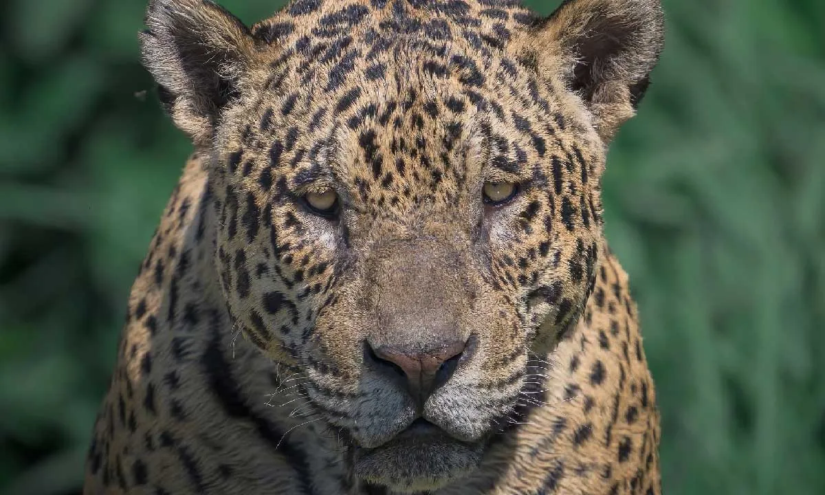 No momento, você está visualizando Onça-pintada com porte imponente impressiona pesquisadores no Pantanal
