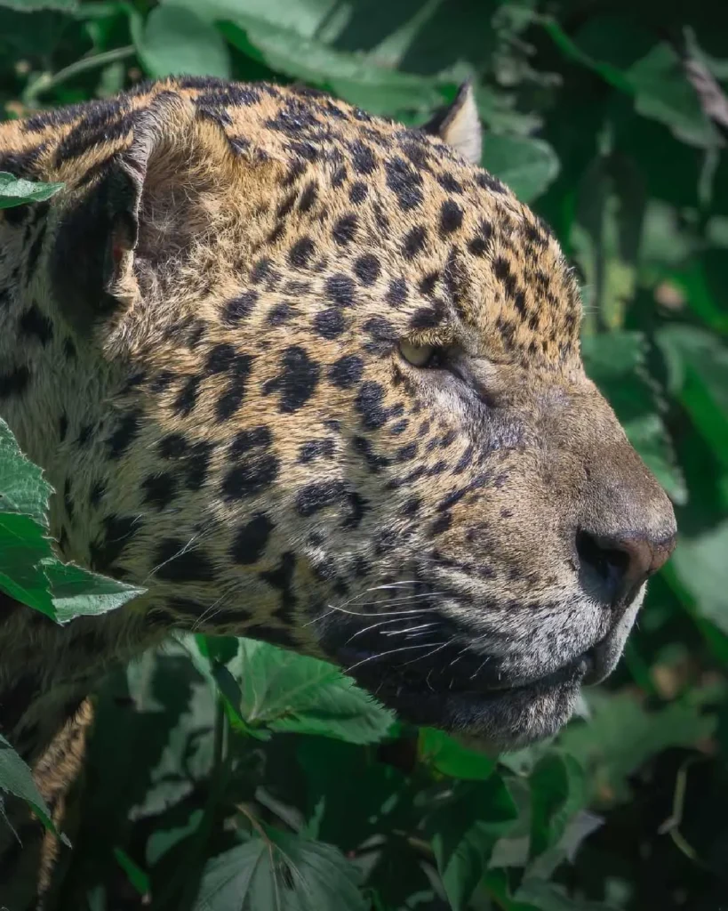 Onça-pintada com porte imponente impressiona pesquisadores no Pantanal 2 onça-pintada