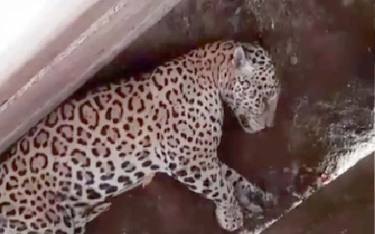 Onça-pintada é flagrada dormindo em curral de fazenda em Mato Grosso e assusta trabalhadores; vídeo viralizou.