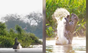 Leia mais sobre o artigo Salto de onça-pintada no Pantanal impressiona e viraliza nas redes