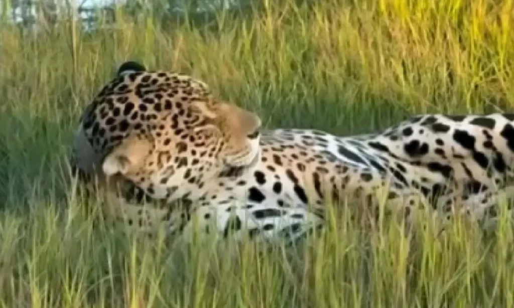 Onça-pintada é flagrada brincando no Refúgio Caiman, em Miranda, e encanta turistas durante safári no Pantanal.