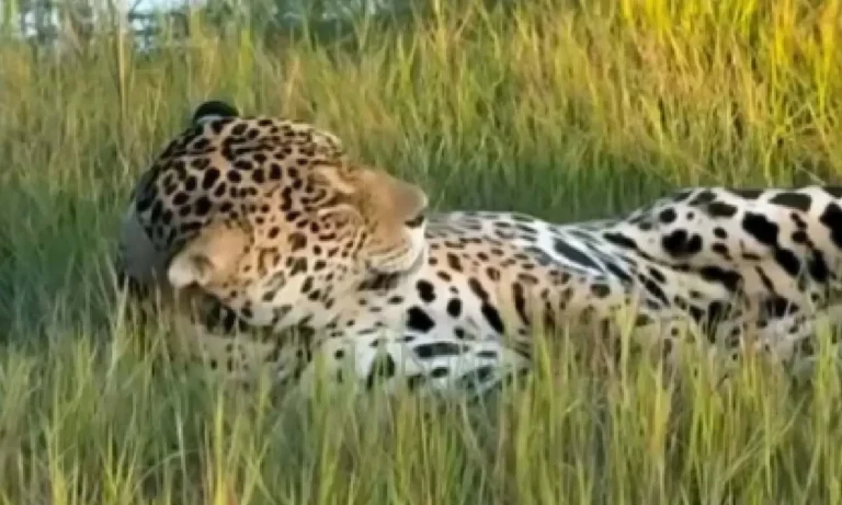 Onça-pintada é flagrada brincando no Refúgio Caiman, em Miranda, e encanta turistas durante safári no Pantanal.