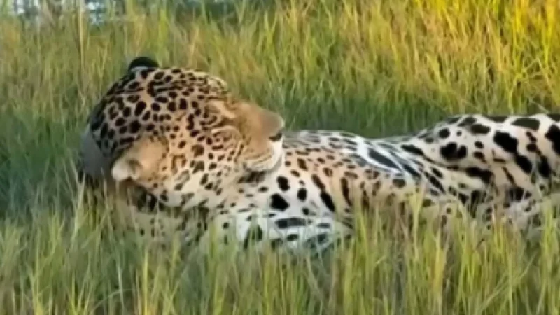 Onça-pintada é flagrada brincando no Refúgio Caiman, em Miranda, e encanta turistas durante safári no Pantanal.