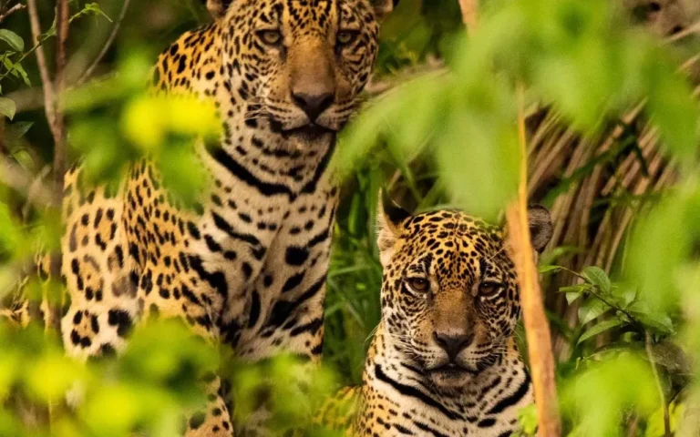 Votação no Sesc Pantanal define nomes de uma família de onças-pintadas; público pode participar até 29 de setembro pelo Instagram.