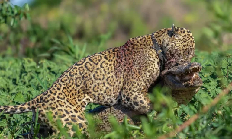 Ousado, onça-pintada símbolo do Pantanal, é flagrado abatendo jacaré em Porto Jofre, mantendo vigor e habilidade de caça.