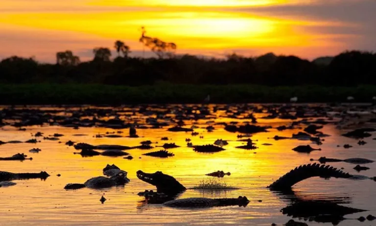 Artistas e entidades lançam campanha para incluir o Pantanal nas pautas da COP30, destacando a importância das áreas úmidas.