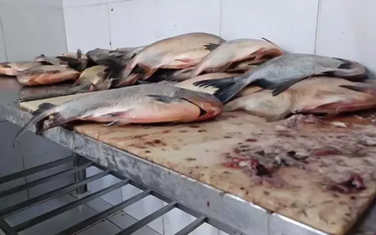 Peixaria Rio Sul é interditada por 20 dias em Campo Grande após denúncias e fiscalização da Decon identificar irregularidades.