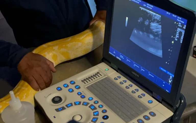 Píton albina Capitu passa por exames de rotina no Bioparque Pantanal com acompanhamento de equipe multidisciplinar.