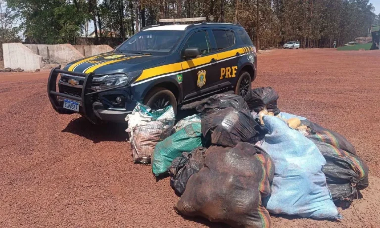 PRF apreende 363,9 kg de skunk escondidos em carga de minério durante fiscalização na BR-262, em Anastácio.