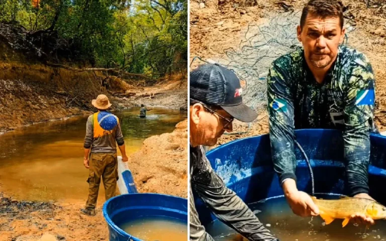 Operação de resgate de peixes no Rio da Prata em Jardim salvou 1.273 animais de diferentes espécies.