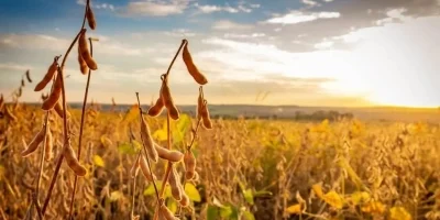 No momento, você está visualizando EUA iniciam colheita da soja sem vendas à China; Brasil assume protagonismo no mercado