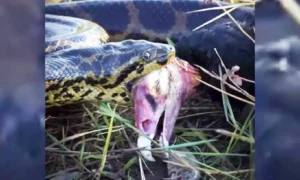 Leia mais sobre o artigo Sucuri é registrada no Pantanal capturando urubu durante passeio de observação
