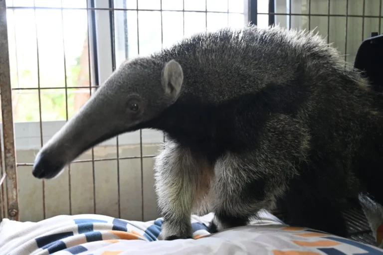 Filhote de tamanduá-bandeira órfão é resgatado em Rio Verde de MT e inicia reabilitação no CRAS de Campo Grande.