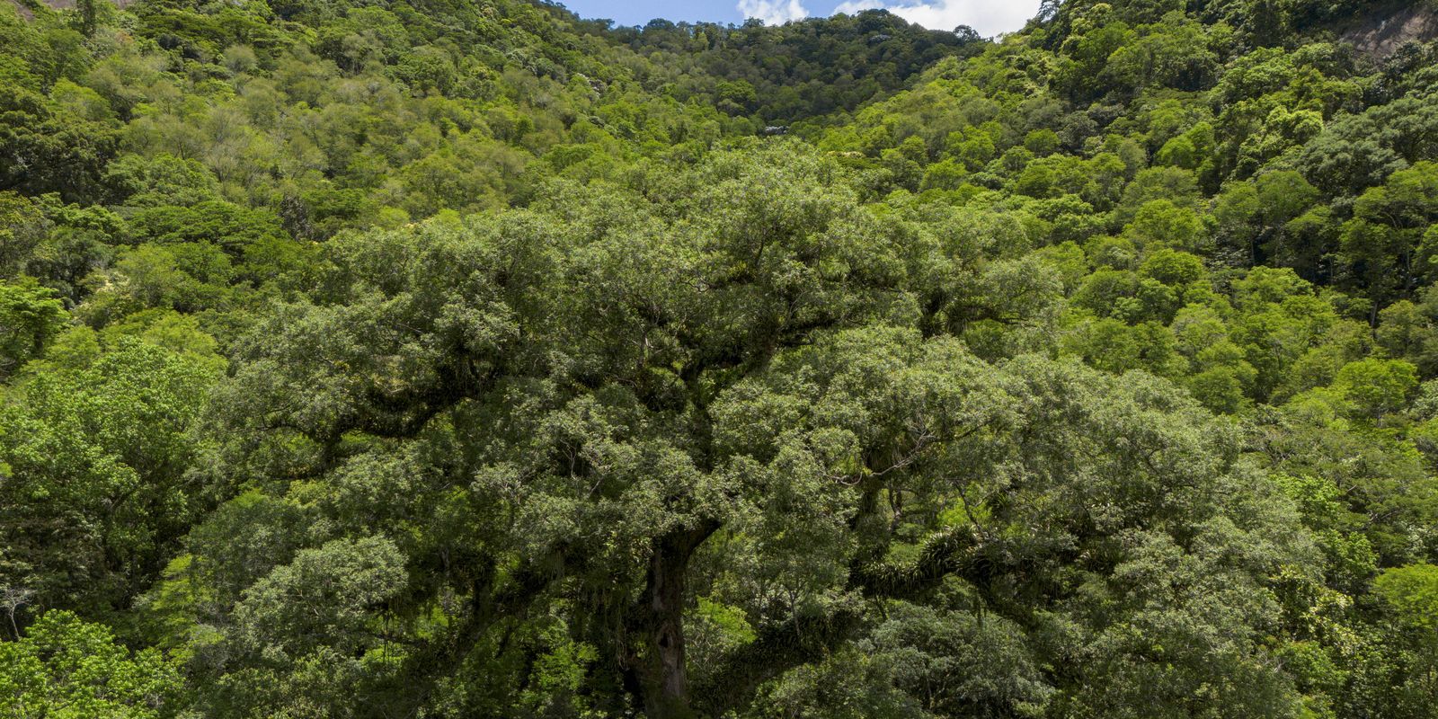 Mata Atlantica perde 24 milhoes de hectares em 40 anos mata atlântica
