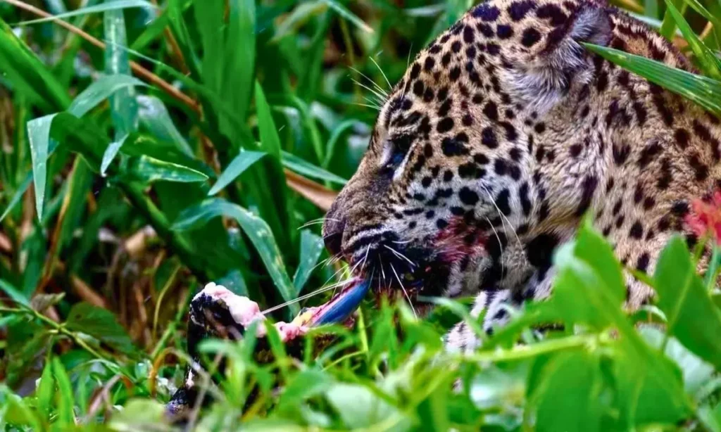 Batalha no Pantanal: Fotógrafo flagra luta impressionante entre onça e sucuri 3 amber Onça e sucuri