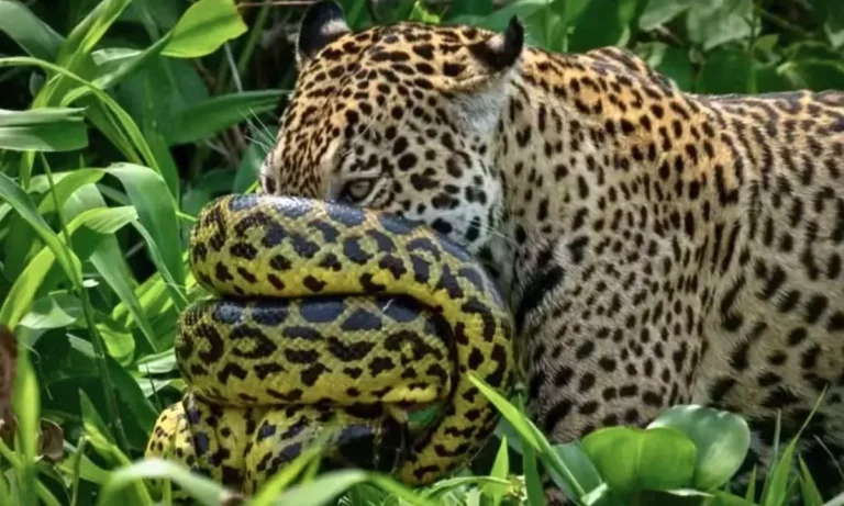 Fotógrafo registra rara batalha entre onça e sucuri no Pantanal. A imagem da fêmea Amber dominando a serpente ganhou destaque.