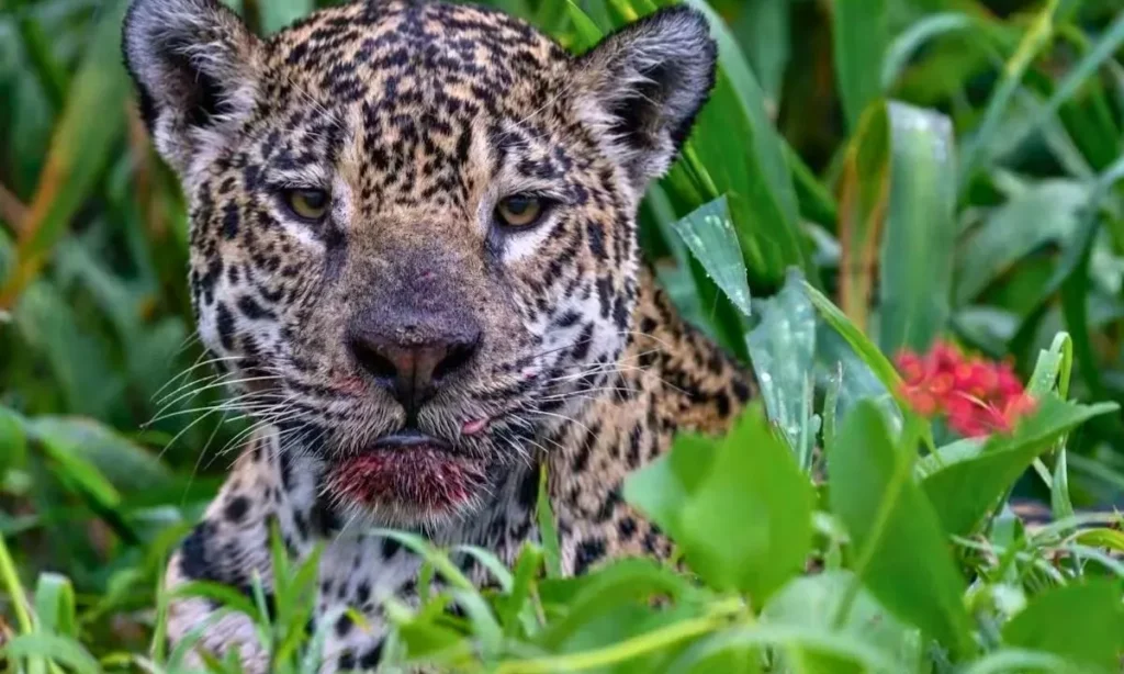 Batalha no Pantanal: Fotógrafo flagra luta impressionante entre onça e sucuri 4 amber2 Onça e sucuri