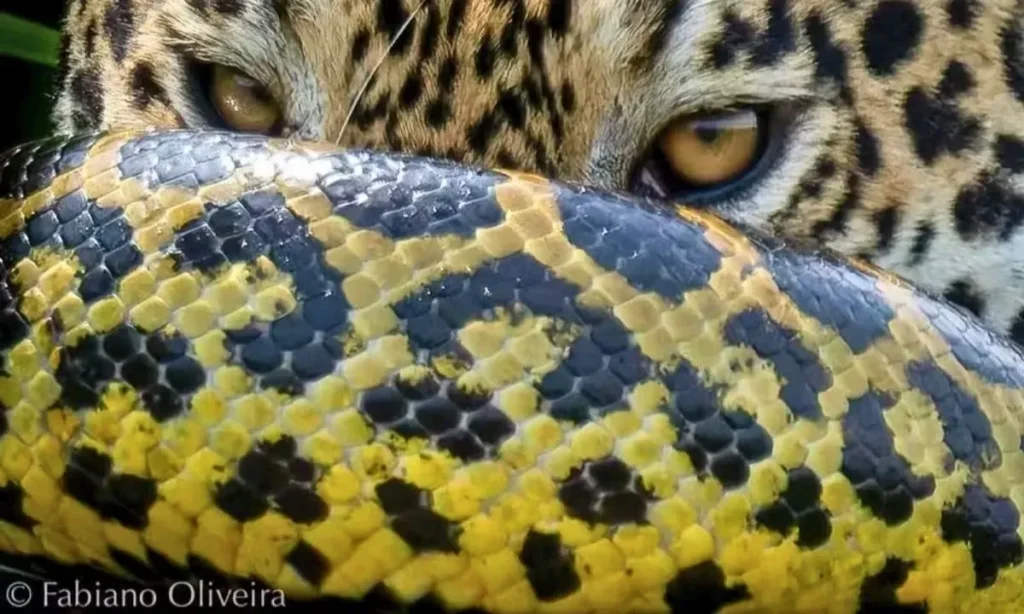 Batalha no Pantanal: Fotógrafo flagra luta impressionante entre onça e sucuri 2 amber3 Onça e sucuri