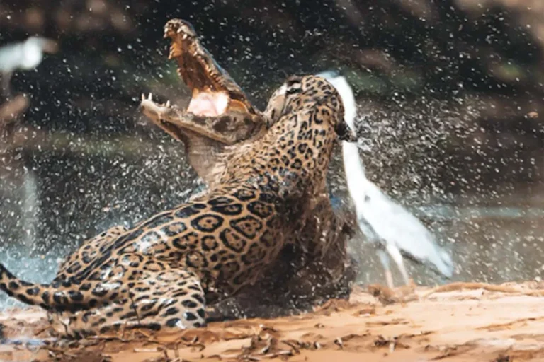 Onça-pintada ataca jacaré no Pantanal em cena registrada pelo biólogo Andrés Clausen durante expedição.