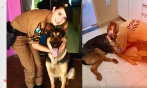 PM se emociona ao se despedir de cão policial que passou por eutanásia no Paraná 3 Leia mais sobre o artigo PM se emociona ao se despedir de cão policial que passou por eutanásia no Paraná