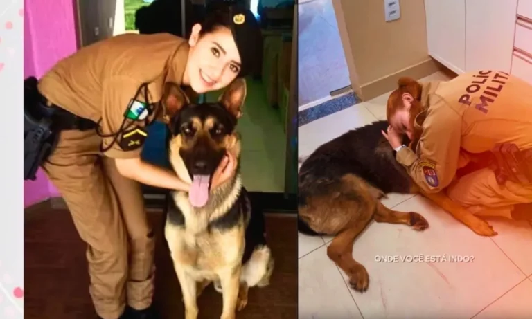 Cão policial Athos é submetido à eutanásia em Cascavel após diagnóstico de câncer agressivo; tutora e PM prestam homenagens.