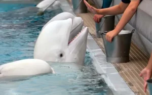 Leia mais sobre o artigo Parque ameaça sacrificar 30 belugas após veto do governo canadense