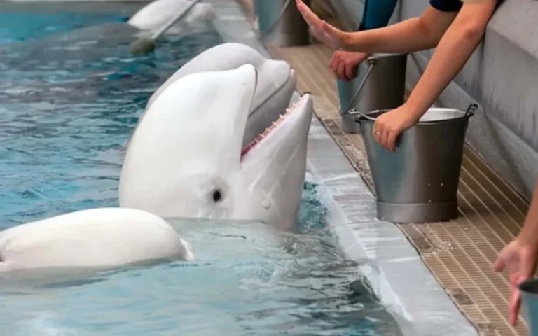 belugas, Canadá, cativeiro