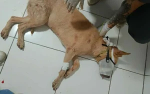 Leia mais sobre o artigo Pedreiro é preso em Dourados após agredir cachorro com enxada na frente das filhas