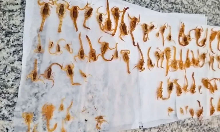 Mais de 100 escorpiões foram encontrados em uma casa de Campo Grande. CCZ emitiu alerta, reforçou medidas de prevenção e orientou moradores.