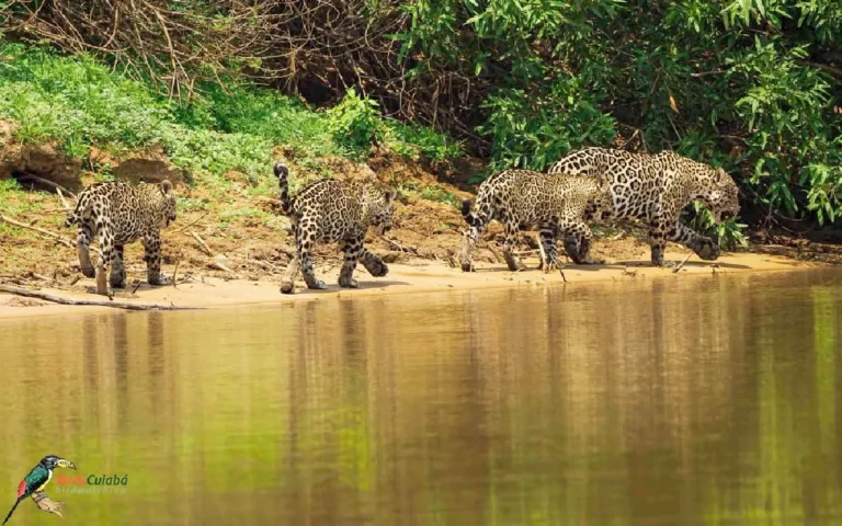 Fotógrafo registra passeio de onças trigêmeas no Pantanal. Cena inédita simboliza recuperação da espécie após incêndios e secas na região.