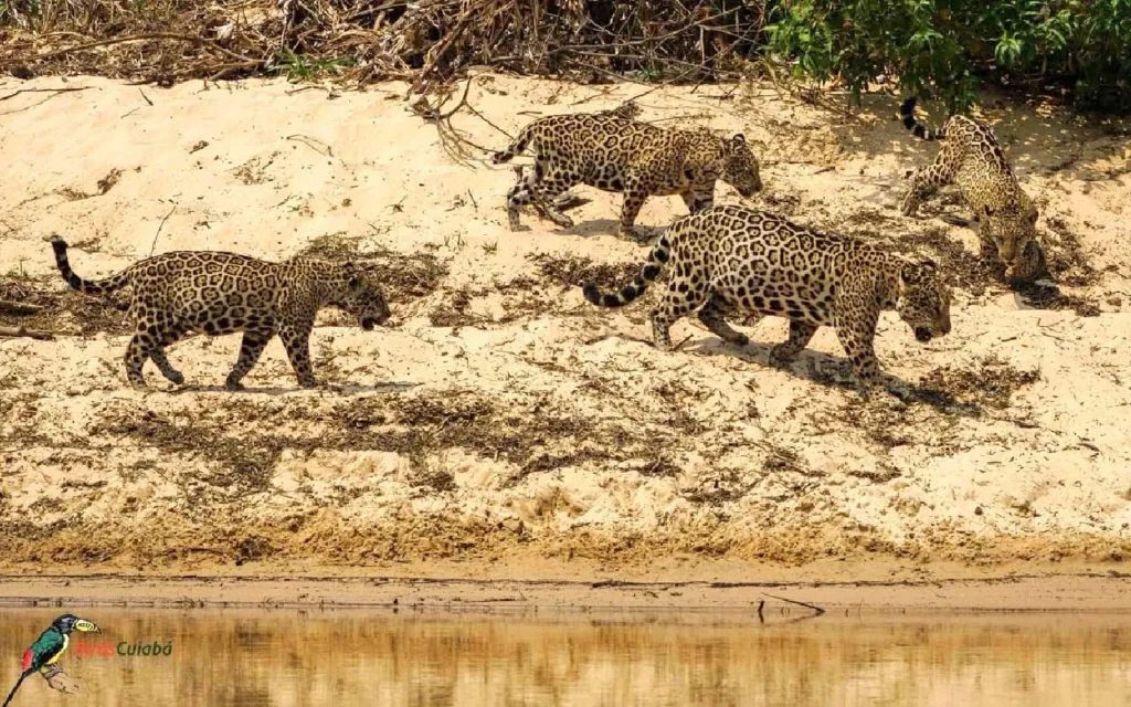 Passeio de onças-pintadas trigêmeas emociona fotógrafo no Pantanal 2 Fotógrafo registra passeio de onças-pintadas trigêmeas no Pantanal. Cena inédita simboliza recuperação da espécie após incêndios e secas na região.