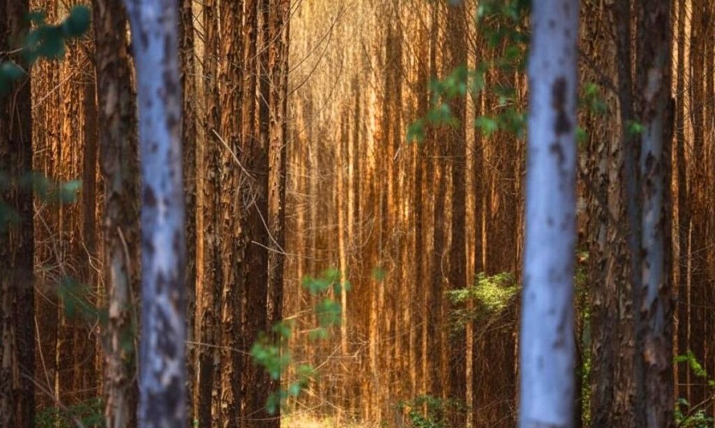 floresta de eucalipto