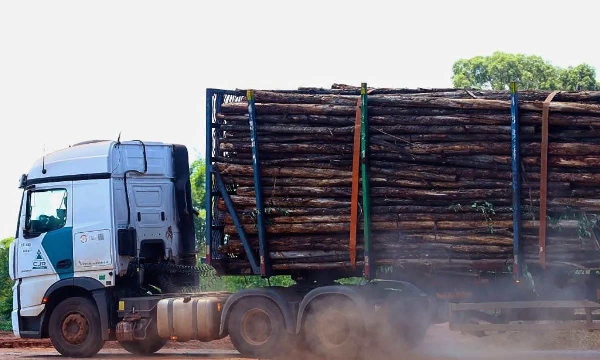 Base florestal de MS deve crescer 40% até 2028 com avanço do polo de celulose 8 celulose
