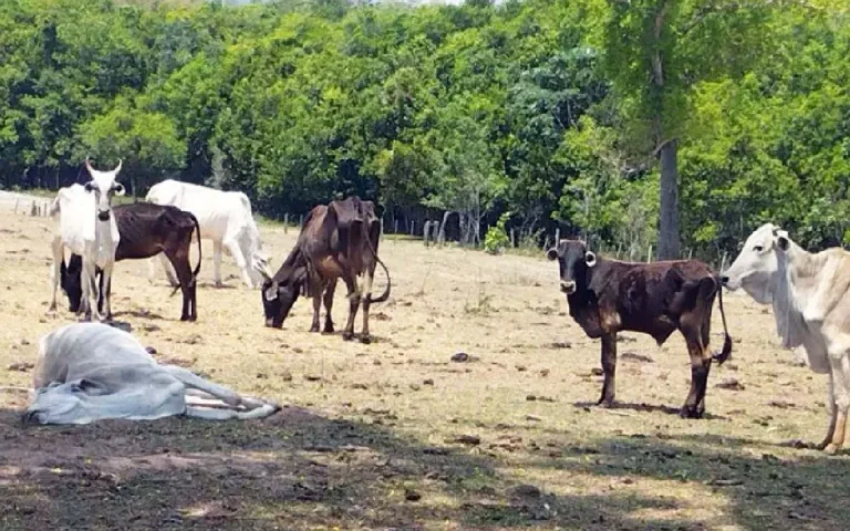 Fazendeiro de Água Clara recebe multa por maus-tratos a 500 bovinos