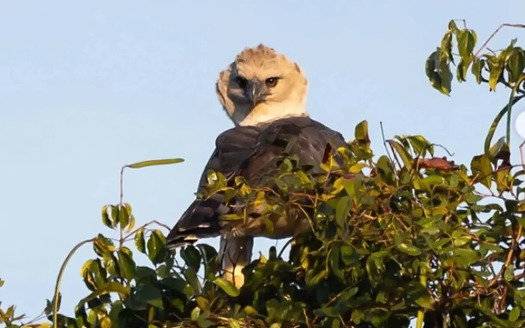 harpia Harpia no Pantanal