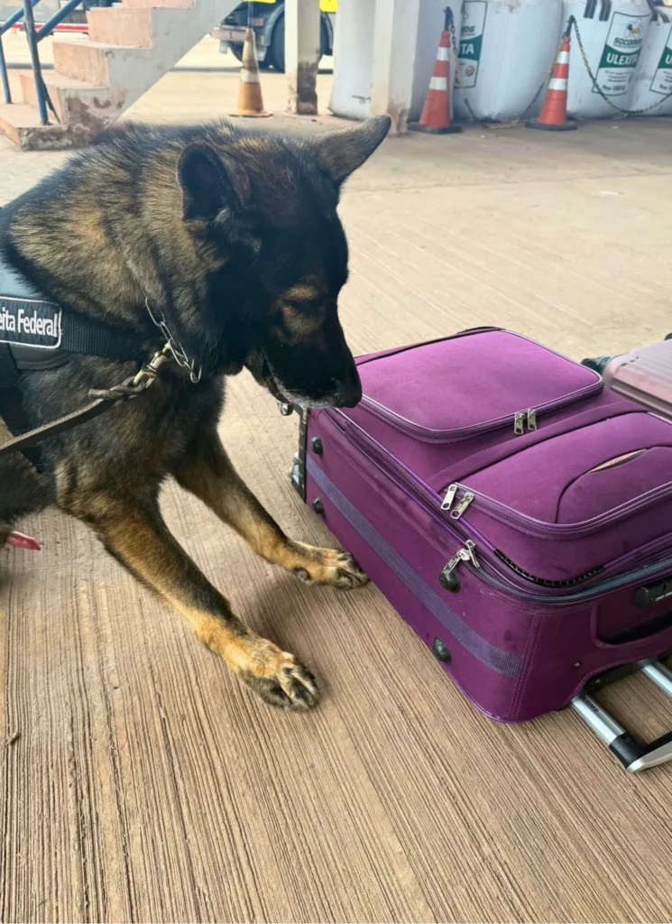 Receita Federal apreende 3 kg de cocaína em mala com fundo falso na rodoviária de Corumbá 2 mala fundo rodoviária de Corumbá