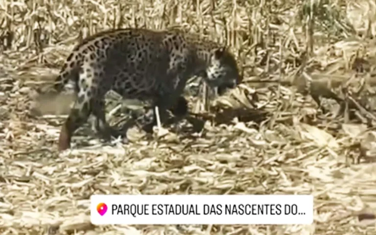 Onça-pintada no Parque Nacional das Nascentes do Taquari é registrada em busca de água durante incêndio no norte de MS.