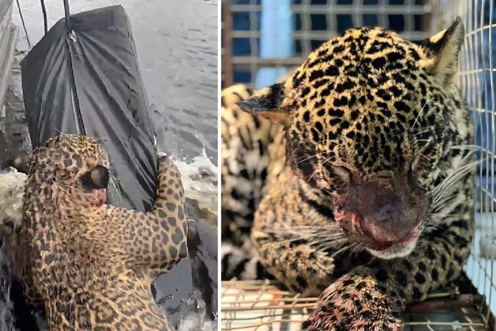 Folha MS - Notícias de Corumbá, Ladário e todo Estado de Mato Grosso do Sul 11 Onça-pintada é resgatada no Rio Negro em Manaus após ser baleada; animal segue internado sob cuidados veterinários.