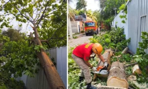 Equipe do Corpo de Bombeiros de Corumbá remove árvore que caiu sobre casa no bairro Aeroporto.
