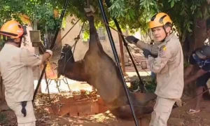 Bombeiros de Aquidauana resgatam cavalo de fossa séptica de dois metros. Animal foi retirado com vida e sem ferimentos aparentes.