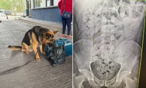 A Operação Fronteira RFB flagrou oito bolivianos em ônibus clandestino com destino a São Paulo que haviam ingerido 645 cápsulas de cocaína. A ação também apreendeu munições calibres 12 e 22 em Corumbá.