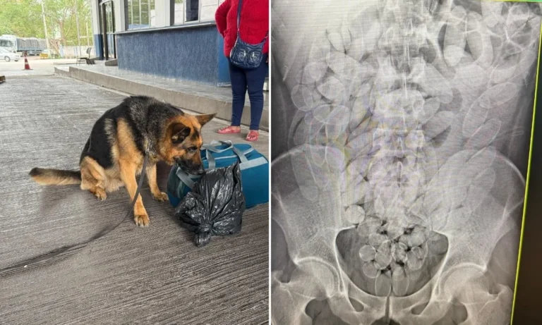 A Operação Fronteira RFB flagrou oito bolivianos em ônibus clandestino com destino a São Paulo que haviam ingerido 645 cápsulas de cocaína. A ação também apreendeu munições calibres 12 e 22 em Corumbá.