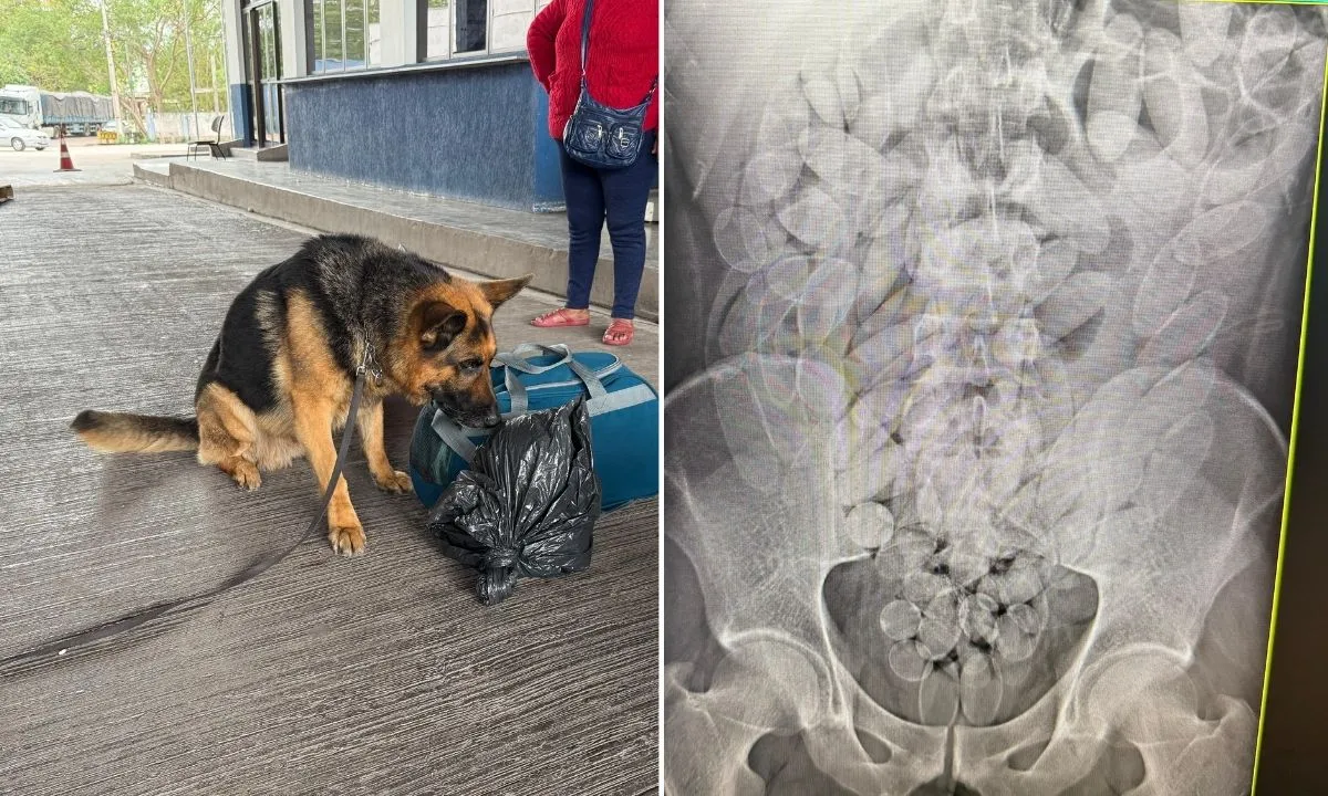 A Operação Fronteira RFB flagrou oito bolivianos em ônibus clandestino com destino a São Paulo que haviam ingerido 645 cápsulas de cocaína. A ação também apreendeu munições calibres 12 e 22 em Corumbá.