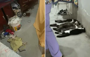Leia mais sobre o artigo Trio é preso em São Paulo por esquema ilegal de coleta e venda de sangue de gatos