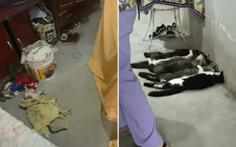 Polícia prende três pessoas em Monte Alto (SP) por esquema ilegal de coleta e venda de sangue de gatos; animais eram dopados e um deles testou positivo para FIV felina.