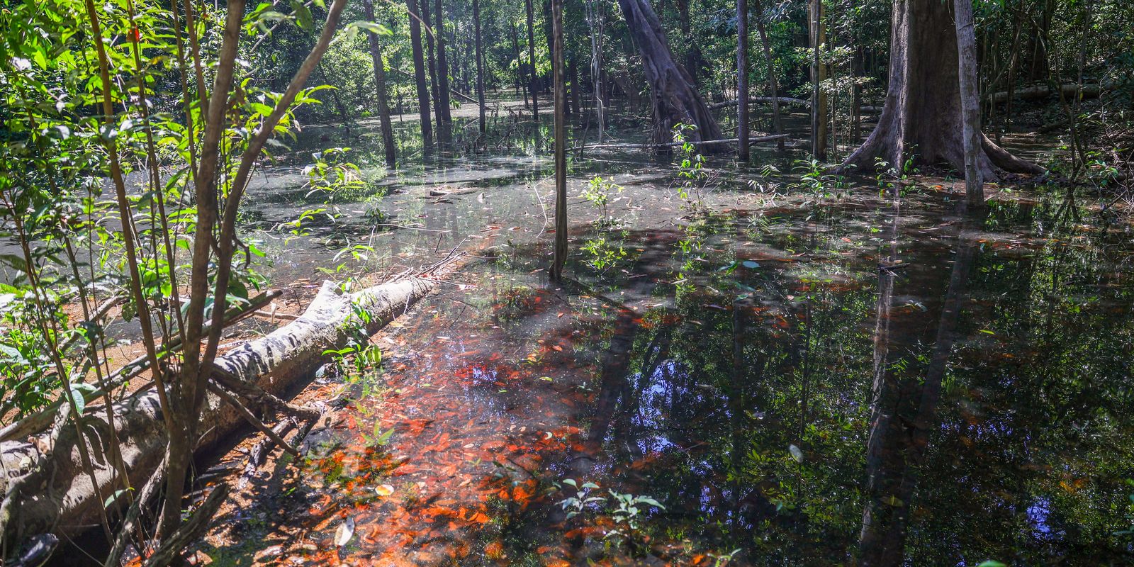 Dinossauros viveram na Amazonia descobrem pesquisadores de Roraima