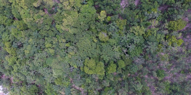 Descubra a vida nos 6 biomas brasileiros em uma exposição digital gratuita com mais de 50 histórias. Uma jornada sensorial e reflexiva sobre nossa conexão com a Terra.