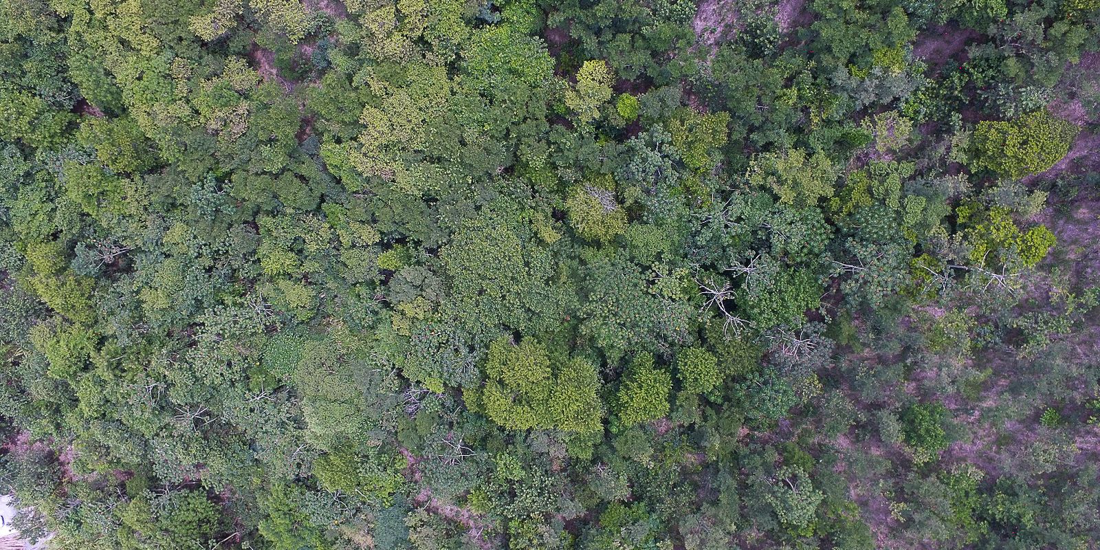 Descubra a vida nos 6 biomas brasileiros em uma exposição digital gratuita com mais de 50 histórias. Uma jornada sensorial e reflexiva sobre nossa conexão com a Terra.