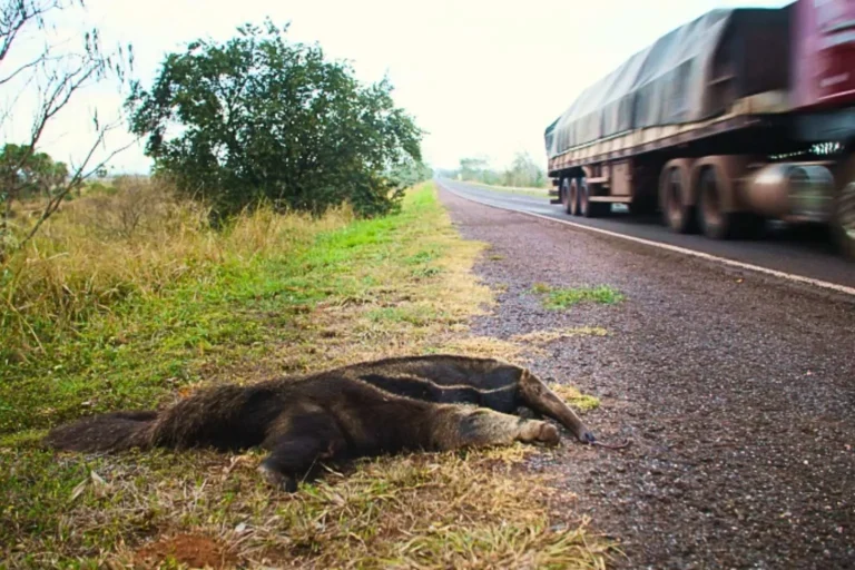 documentário destaca mortalidade de animais na BR-262